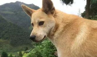“中国土狗翘楚,家庭宠物首选!”