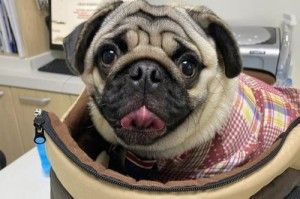 狗狗不喜欢出门的原因及应对方法（探究狗狗不喜欢出门的原因，提供适应和改善的建议）