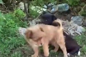 探索狗狗喜欢挖洞的原因（揭开狗狗挖洞行为背后的秘密）