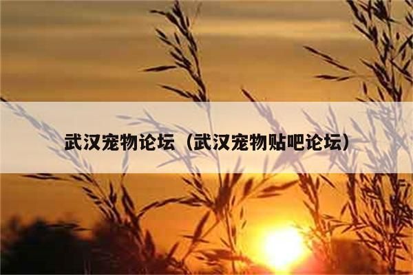 武汉宠物论坛（武汉宠物贴吧论坛）