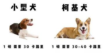 幼犬专用粮，科学喂养指南！