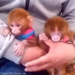 宠物小猴子多少钱一只 日本袖子石猴售价2500元