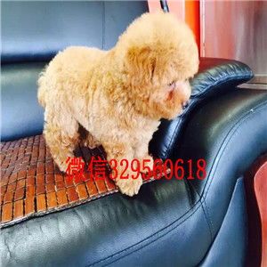 灰巨贵一般多少钱一只 灰巨贵幼犬