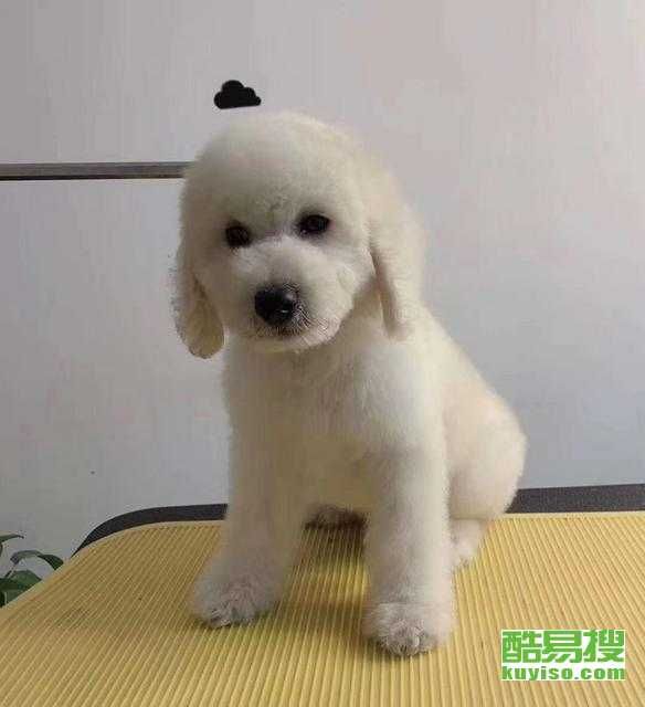 【灰巨贵】一只多少钱灰巨贵的价格特点饲养技巧全解析！