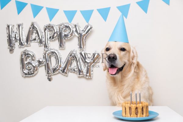 可爱的狗狗坐在蛋糕和气球在生日聚会上。戴着蓝色生日帽的金毛猎犬。宠物的生日派对照片摄影图片