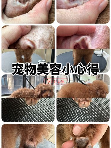 泰迪变美记