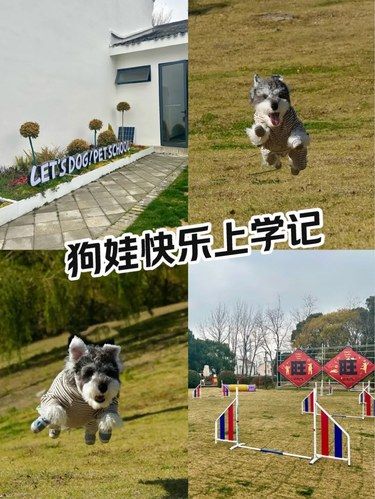 拆家王秒变乖宝，这家宠物学校太神啦！！