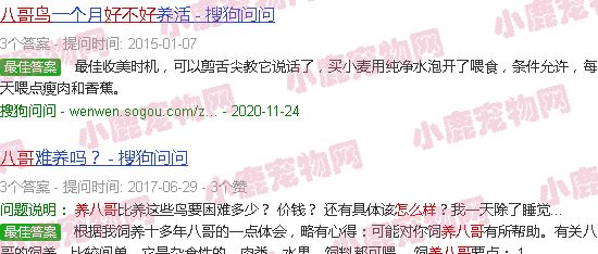 养八哥鸟好不好