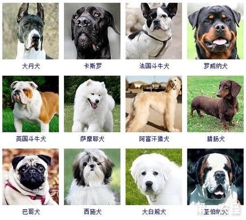 宠物品牌大全图片 宠物品牌大全图片及价格