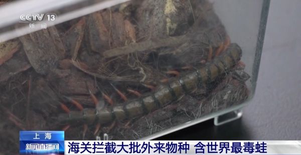 警惕“异宠”入侵！海关截获世界最毒蛙