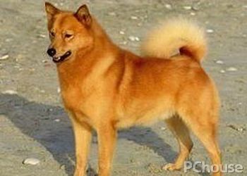 芬兰波美拉尼亚丝毛狗简介