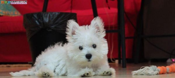 以西高地白梗幼犬应该一天喂几次？（每日喂食计划与注意事项）