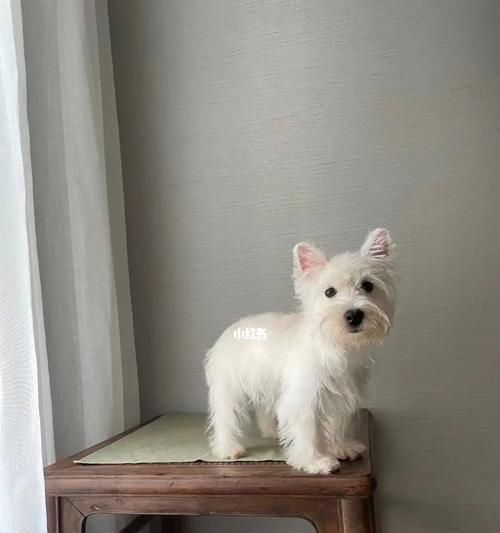 以西高地白梗幼犬应该一天喂几次？（每日喂食计划与注意事项）