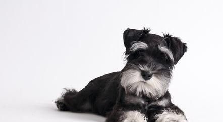 雪纳瑞幼犬的合理饮食量及注意事项（为你的幼犬提供健康成长的狗粮饮食计划）