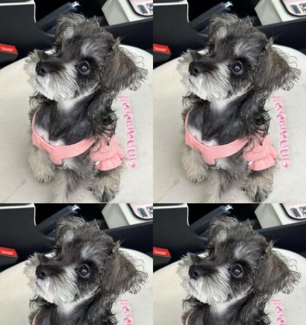 雪纳瑞幼犬的合理饮食量及注意事项（为你的幼犬提供健康成长的狗粮饮食计划）