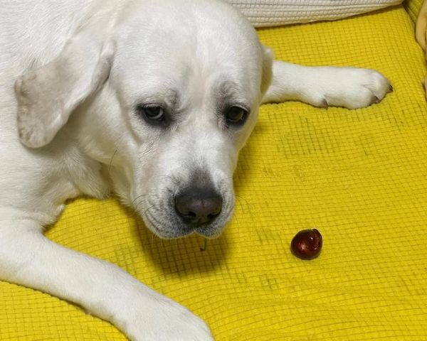 如何正确喂养拉布拉多幼犬——健康成长的关键（营养均衡的饮食计划和日常护理要点）