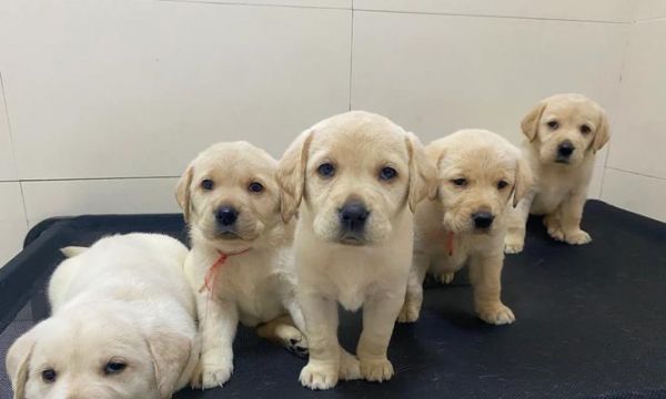 如何正确喂养拉布拉多幼犬——健康成长的关键（营养均衡的饮食计划和日常护理要点）