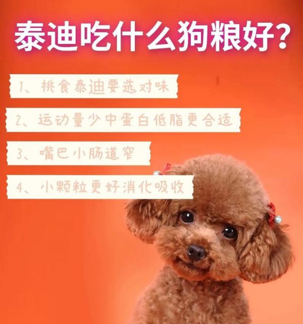 幼犬泰迪的饲养（为你的小泰迪提供最佳的饮食方式）