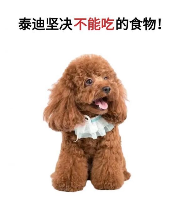 幼犬泰迪的饲养（为你的小泰迪提供最佳的饮食方式）