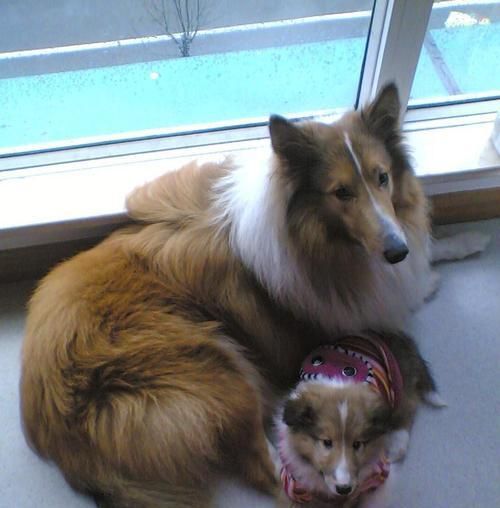 如何喂养苏牧幼犬（打造健康营养的饮食计划）