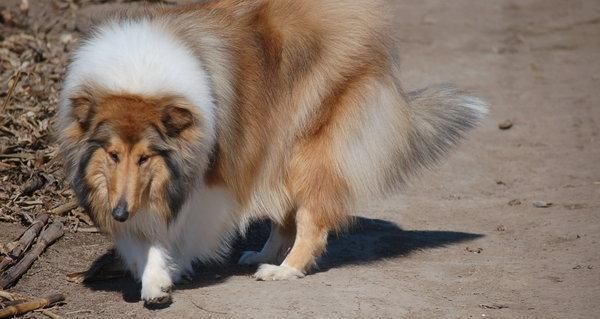 如何喂养苏牧幼犬（打造健康营养的饮食计划）