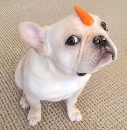 “斗牛犬饮食攻略,营养秘籍大公开!”