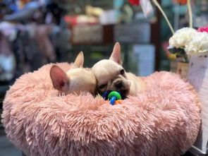 法斗犬聪明易训,耐心引导成宠物。