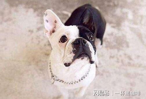 法斗犬聪明易训,耐心引导成宠物。