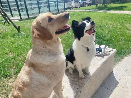高效喂食，养犬秘籍，宠物必备！