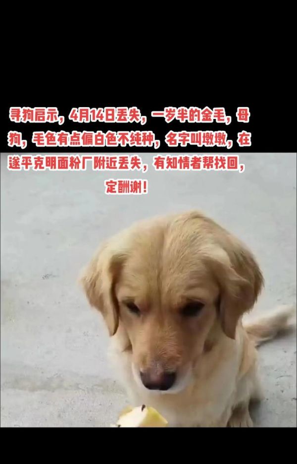 金毛犬的适龄喂养指南（金毛犬每个年龄段的饮食需求和建议）