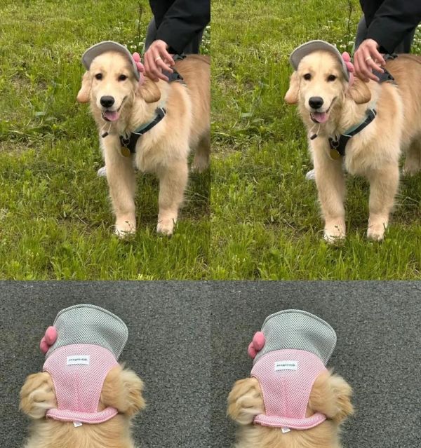 金毛犬的适龄喂养指南（金毛犬每个年龄段的饮食需求和建议）