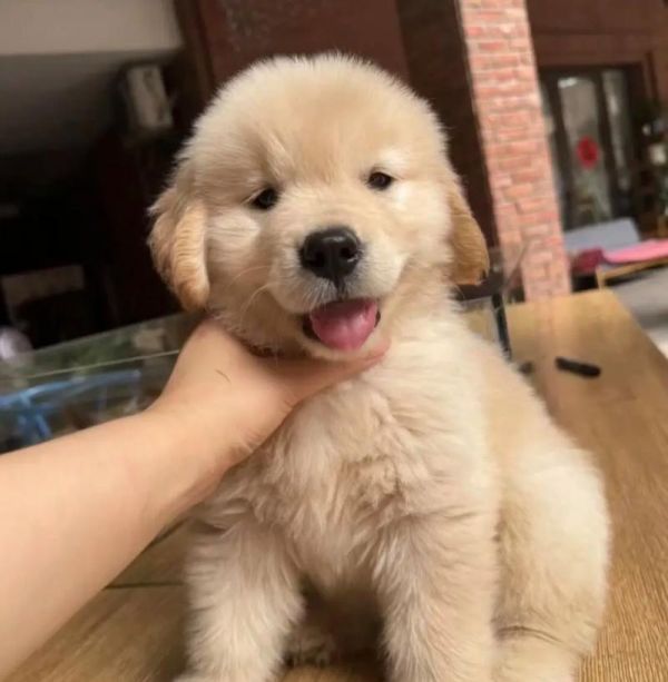 金毛犬的适龄喂养指南（金毛犬每个年龄段的饮食需求和建议）