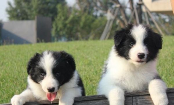 边境牧羊犬生病了怎么办？（以宠物为主，带你了解边境牧羊犬的常见病症和处理方法）