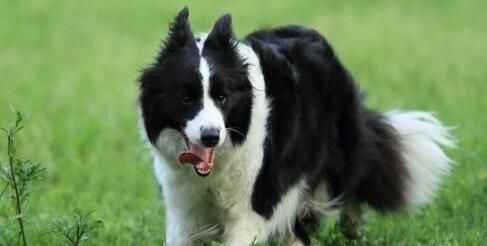 边境牧羊犬生病了怎么办？（以宠物为主，带你了解边境牧羊犬的常见病症和处理方法）