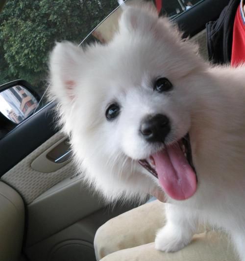 萨摩耶犬常见疾病（宠物养殖需知，了解病症早发现早治疗）