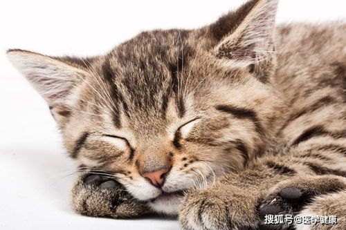 猫咪常见皮肤病，宠物主人必看10大病症！