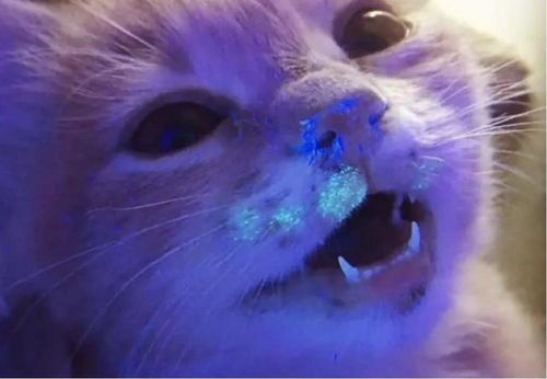 猫咪常见皮肤病，宠物主人必看10大病症！