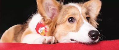 宠物犬常见病：诺卡氏菌感染