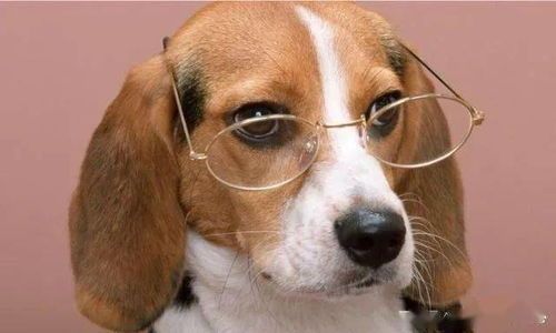 宠物犬常见病：诺卡氏菌感染