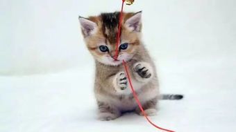 猫咪常见疾病盘点，宠物健康数据看这里，医院效益惠宠物家！