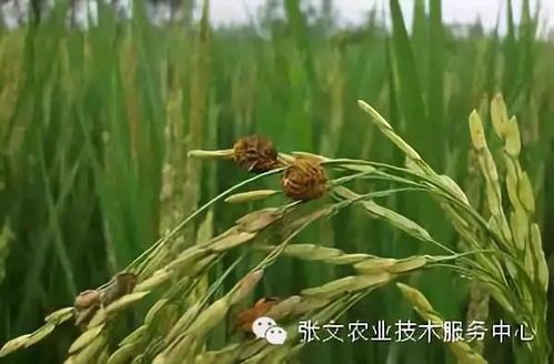 水稻病虫害防治,宠物养护小技巧!