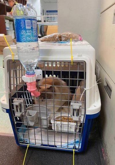 顺丰能寄宠物吗（顺丰能寄宠物吗加快）