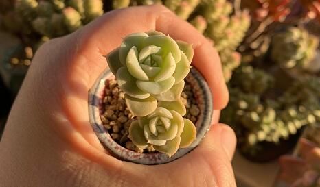 圆通回应邮寄多只活体宠物致死
