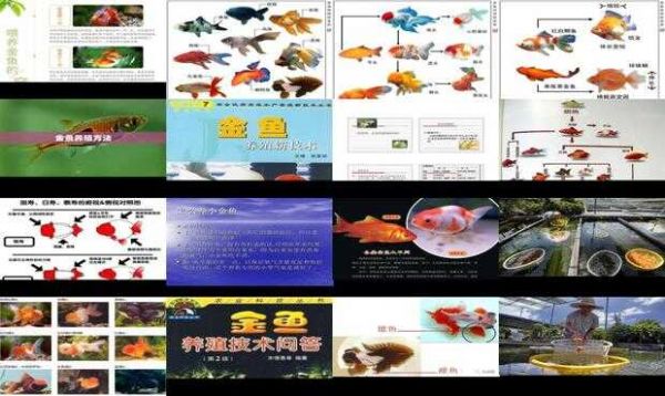 金鱼养殖技术