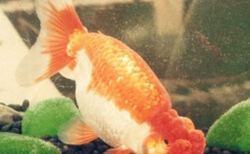 金鱼水流大养，宠物活力足！