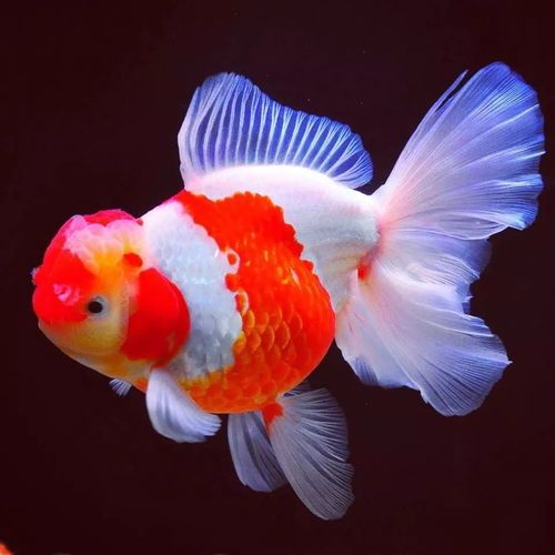 金鱼水流大养，宠物活力足！