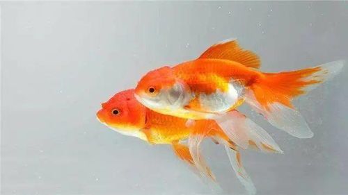 揭秘金鱼发情期，何时最易繁殖？