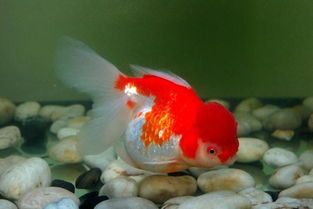 金鱼繁殖解+流水养鱼,宠物小白必看!