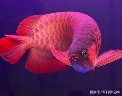 龙鱼发色用什么灯比较好（龙鱼发色饲料选择指南）