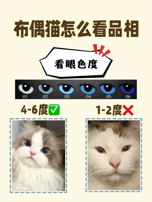 布偶猫选购指南：如何挑选优质布偶猫
